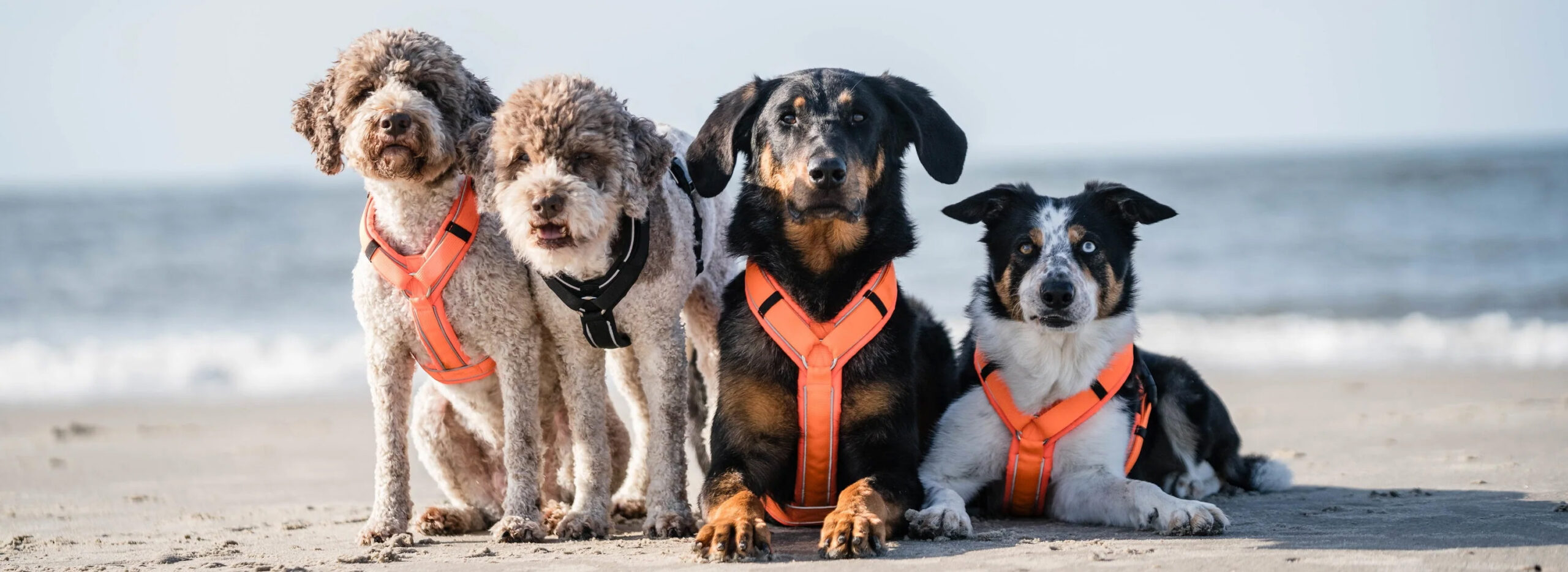 Hund Lieferungen Angebote -Hund Lieferungen Angebote 2 scaled